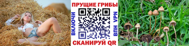 Купить закладки  Зарайск  Галлюциногенные грибы MAGIC MUSHROOMS 
